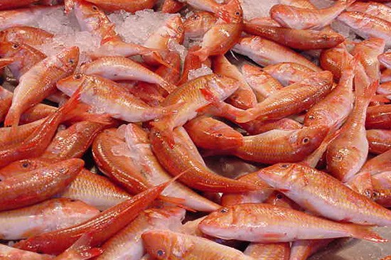 تقرير شامل عن البربوني (متوسط) في المنافذ التابعة لوزارة الزراعة اليوم 2025-12-11