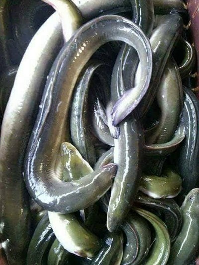 تقرير شامل عن ثعابين في المنافذ التابعة لوزارة الزراعة اليوم 2025-12-11