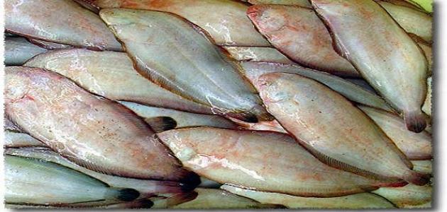 تقرير شامل عن موسى في المنافذ التابعة لوزارة الداخلية (أمان) اليوم 2025-12-11