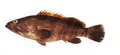 سعر وقار اليوم في منافذ تابعة لوزارة التموين (الجمعيات الاستهلاكية) - أحدث الأسعار والتفاصيل