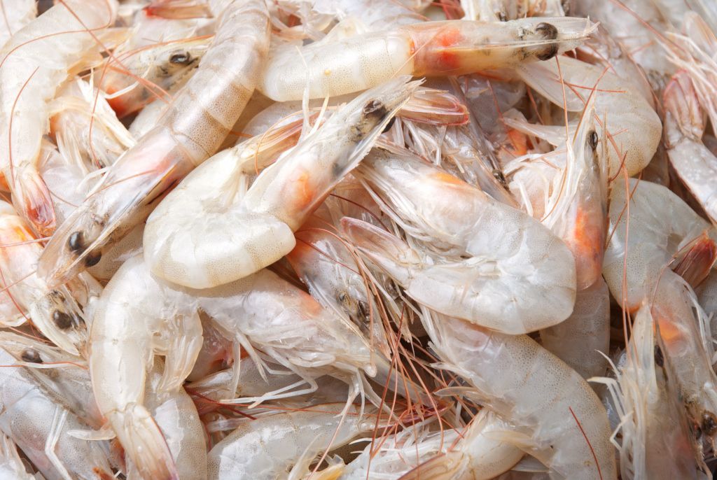 سعر جمبرى (صغير) اليوم في المنافذ التابعة لوزارة الزراعة - أحدث الأسعار والتفاصيل