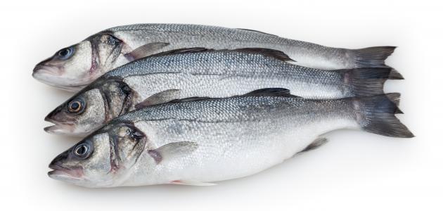 تقرير شامل عن القاروص في منافذ تابعة لوزارة التموين (الجمعيات الاستهلاكية) اليوم 2025-12-17