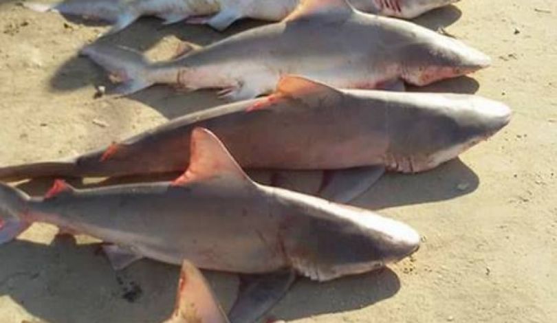 قرش - أسعار السوق الحالية وطرق الشراء 2025-12-17