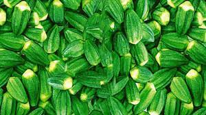 سعر البامية اليوم في منافذ تابعة للمحافظة  - أحدث الأسعار والتفاصيل