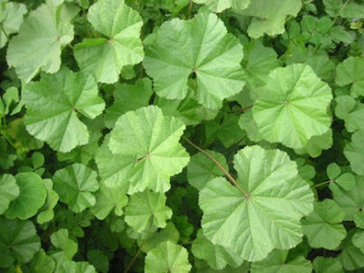 خبيزة - أسعار السوق الحالية وطرق الشراء 2026-02-17