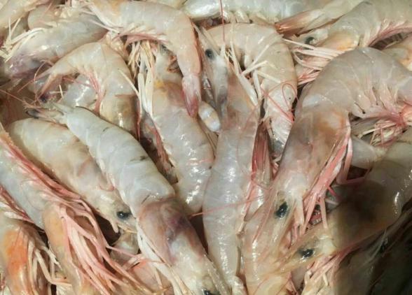 سعر جمبرى (وسط) اليوم في المنافذ التابعة لوزارة الزراعة - أحدث الأسعار والتفاصيل