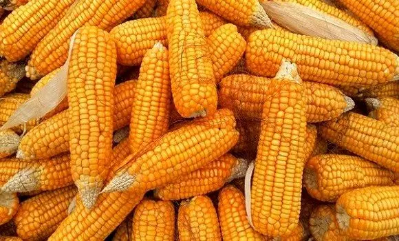 ارتفاع سعر علف الذرة اليوم الخميس 10 سبتمبر 2026 – تحديث منتصف التعاملات